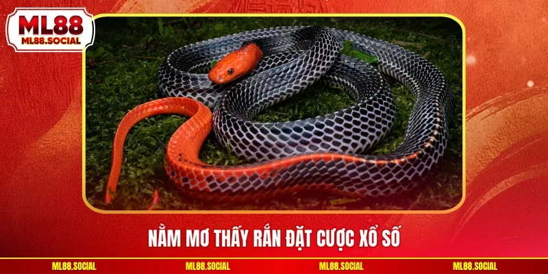 Nằm mơ thấy rắn đặt cược xổ số