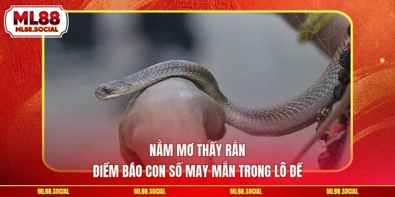 Nằm Mơ Thấy Rắn - Điềm Báo Con Số May Mắn Trong Lô Đề