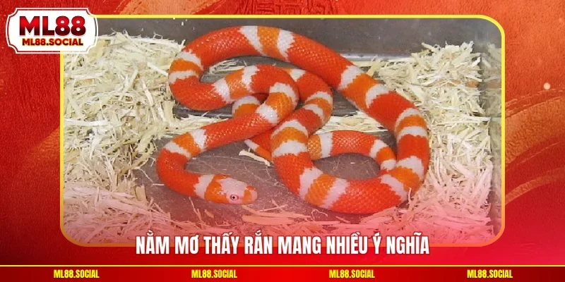 Nằm mơ thấy rắn mang nhiều ý nghĩa