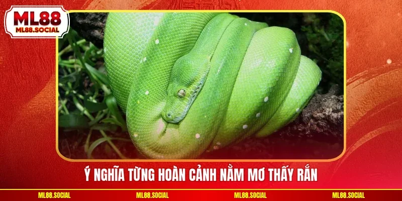 Ý nghĩa từng hoàn cảnh nằm mơ thấy rắn